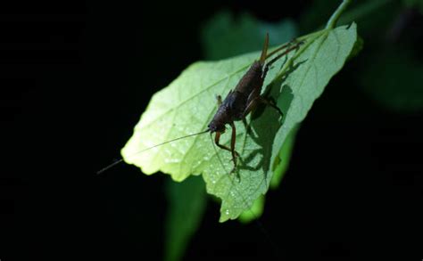 Grasshopper Bite Stock Photos, Pictures & Royalty-Free Images - iStock