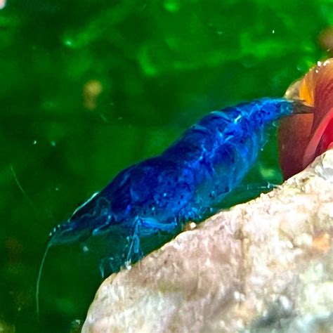 Blue Dream Shrimp | Canada Guppies | Reviews on Judge.me