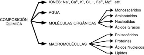 Cuadro 21 Composición Química De La Materia Viva Composicion Quimica Aprendizaje