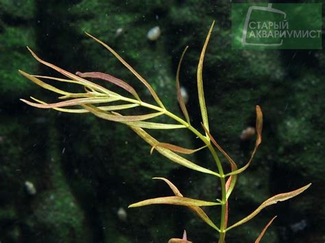 Ludwigia arcuata