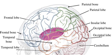 The Anatomy Of The Human Brain Speechneurolab