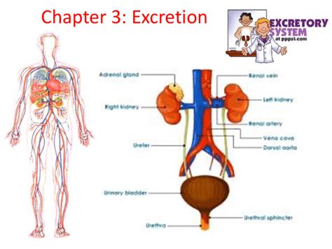 Excretory System Main Organs