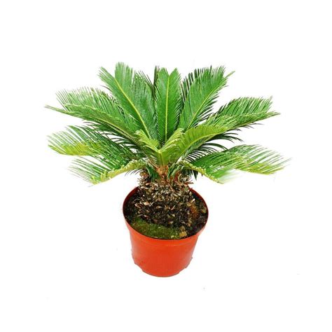 Cycas Revoluta Japanischer Palmfarn Im 28cm Topf