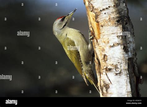 Grau Faced Specht Picus Canus Sitzend Auf Baumstamm Deutschland