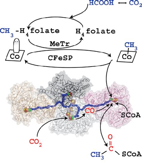 Cartoon Depicting The Woodljungdahl Pathway One Molecule Of Co