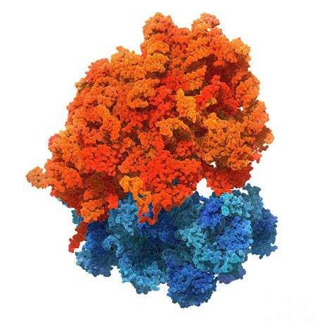 Human Ribosome Photograph by Carlos Clarivan/science Photo Library - Fine Art America