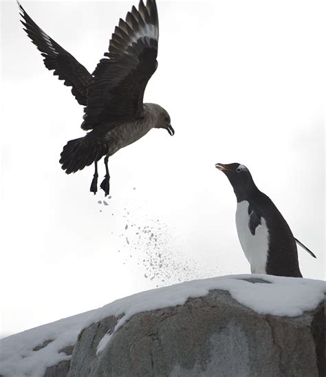 Bakgrundsbilder Vinge Is Näbb Fauna Pingvin Gala Ryggradsdjur