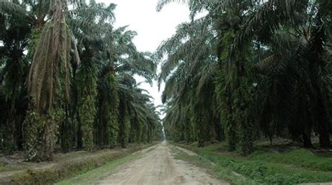 Kelapa Sawit Jadi Tanaman Perkebunan Paling Luas Di Kaltim