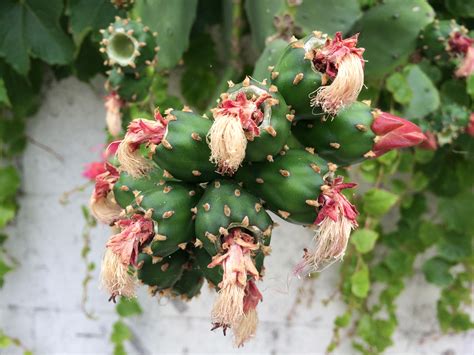 Free Images Tree Nature Blossom Cactus Fruit Leaf Flower Food