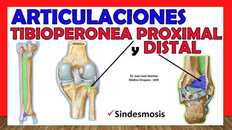 Anatomia Del Perone Distale