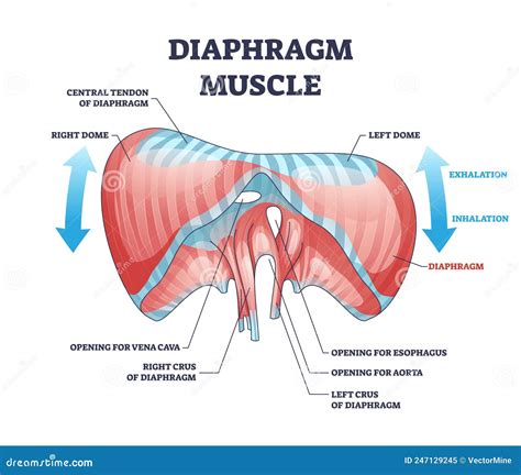 Diaphragm Muscle Structure With Transparent Ribcage Bones Outline ...