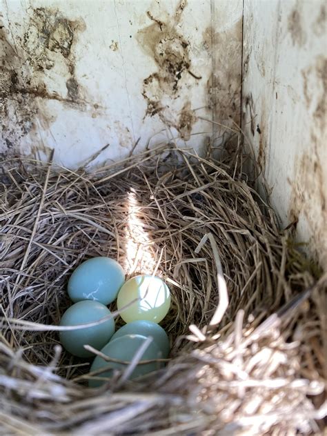 Bluebird Nest Question : r/BirdPhotography