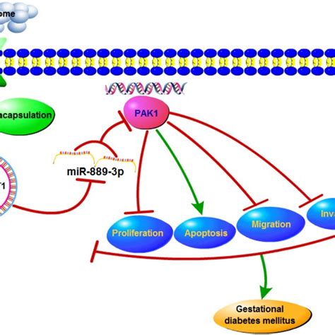 Of How Circ PNPT1 Involves In Trophoblast Cell Dysfunction In GDM