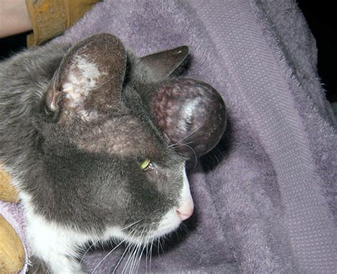 How To Drain A Cyst On A Cat Best Drain Photos Primagemorg