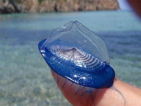 Californian Beaches are Overrun with Alien-like Sea Creatures (5 pics) - Izismile.com