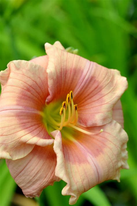 Hemerocallis Janice Brown Westcountry Nurseries