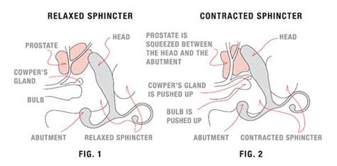 The Relaxed Sphincter Aneros Images Fig A Flickr