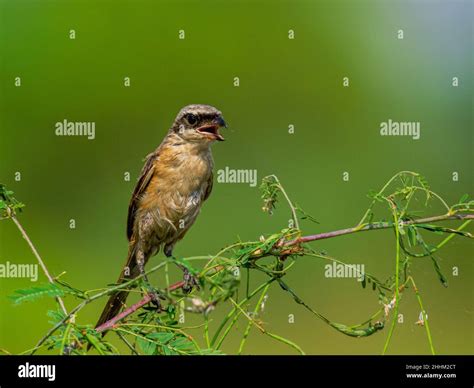 Long Tailed Shrike Stock Photo - Alamy