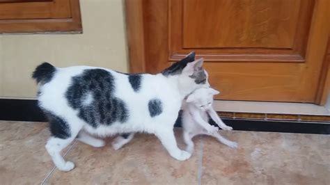 Kitten Meow Raw Mama Cat Carrying Baby Kittens Videos Youtube