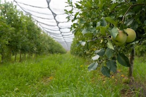 Granny Smith Apple Crop Malus Domestica Organic Apples Stock Image