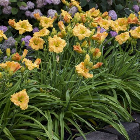 Photo Essay | 19 of the Most Popular Perennials | Perennial Resource