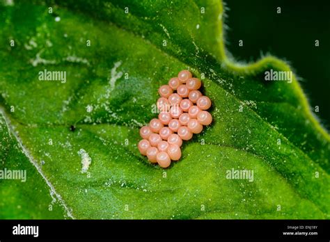 Insect Eggs Hi Res Stock Photography And Images Alamy