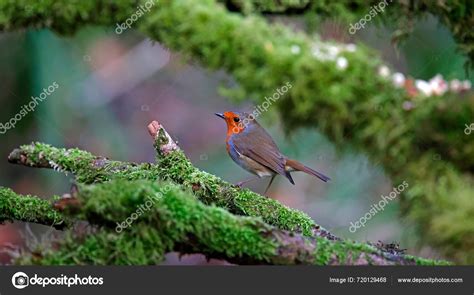 Eurasian Robin Woodland Site — Stock Photo © Wildlifepirate 720129468