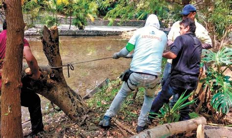 Podan árboles en Chapultepec La Comadre 101 7 La Música más sabrosa