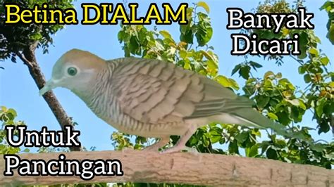 PERKUTUT LOKAL BETINA DI ALAM MEMANGGIL MEMANGGIL JANTAN 100 Paling