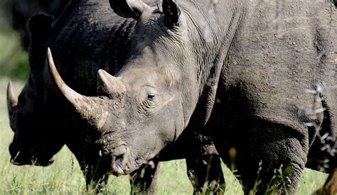 Rhino Horn Trade Strategy Iwb