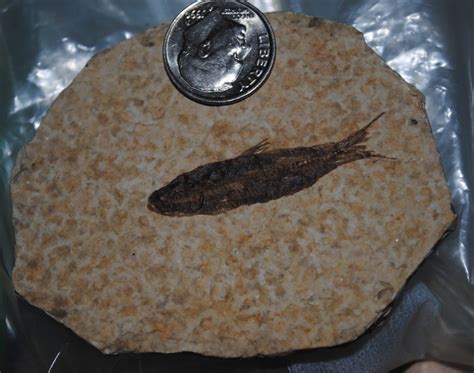 Fish Fossil? - Fossil ID - The Fossil Forum