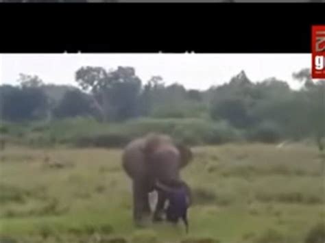 Hombre Muri Aplastado Por Un Elefante Luego De Intentar Hipnotizarlo