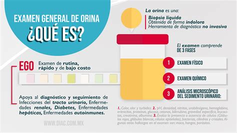 ¿qué Es El Examen General De Orina Y Para Qué Sirve