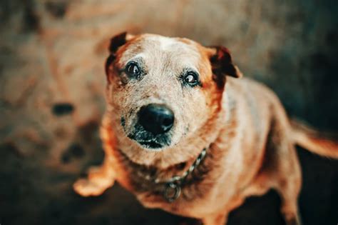 Woman Adopts Senior Dog Who Dies 28 Days Later Upworthy