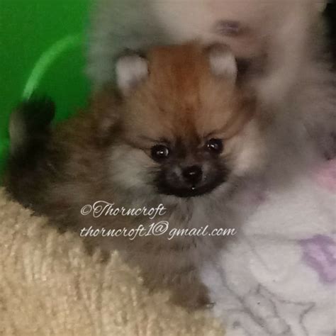 Pomeranian Puppy Uglies Stage