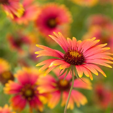 Gaillardia Spp Watrd