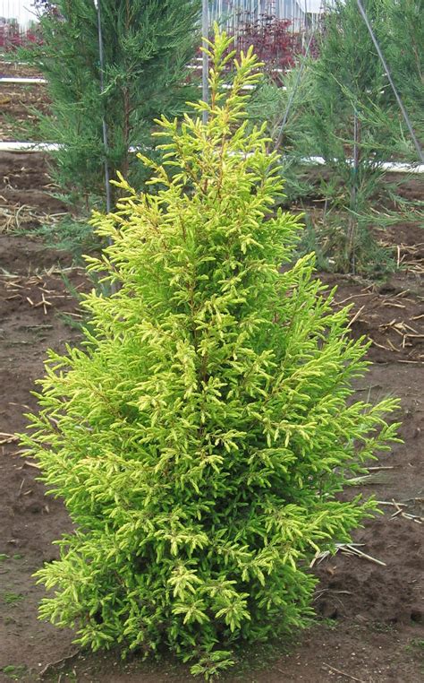 Buy Juniperus communis 'Gold Cone'Common Juniper | Conifer Kingdom