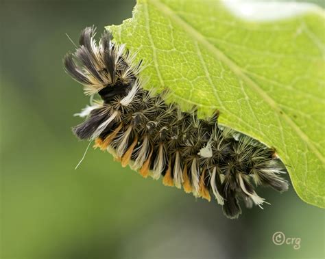 Milkweed Tussock Colin Gillette Flickr