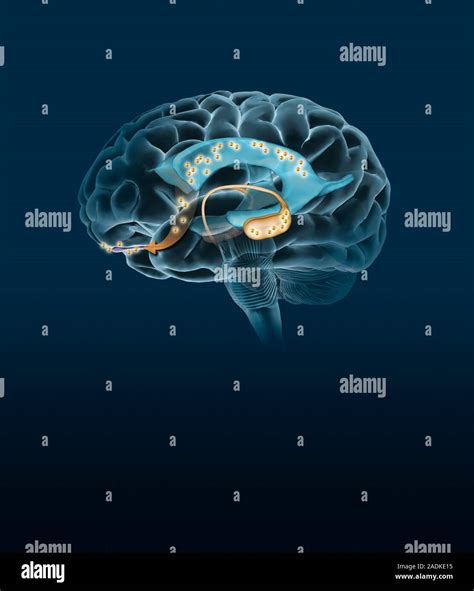 La neurogénesis Ilustración de un cerebro adulto revelando la