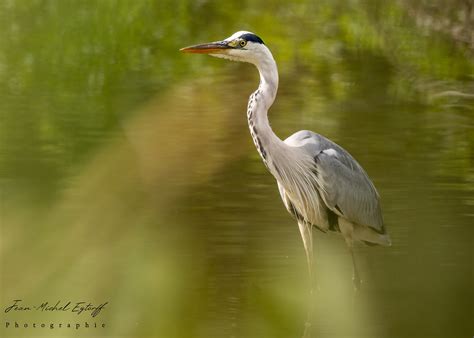 Héron Cendré Ardea Cinerea Grey Heron Jean Michel Eytorff Flickr