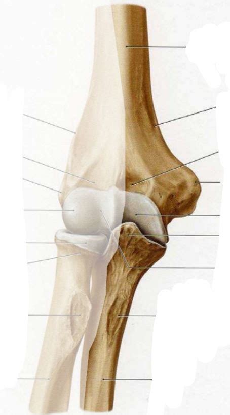 Knochen Ellenbogen Diagram Quizlet