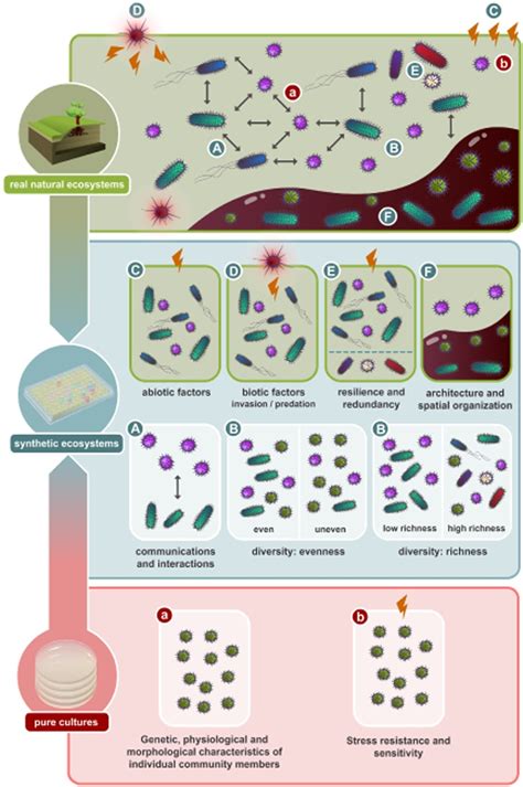 Synthetic Microbial Ecosystems An Exciting Tool To Understand And