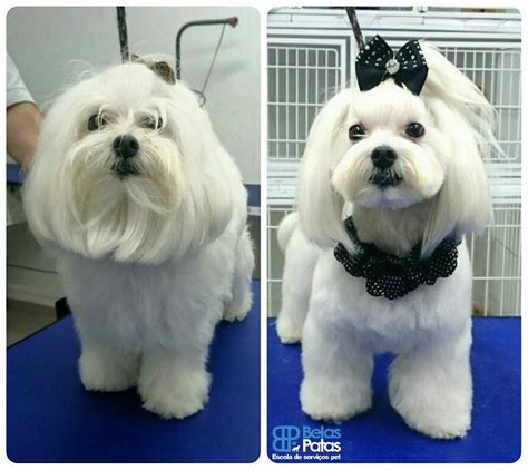 Repinned Maltese Grooming Before And After Dog Grooming Styles