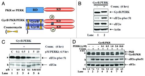 Evidence For Eif2α Phosphorylation Independent Effects Of Gsk2656157 A