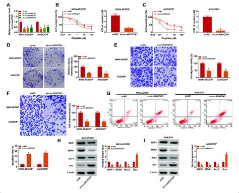 Circarvcf Knockdown Suppressed Ddp Resistance In Ddp Resistant Gc