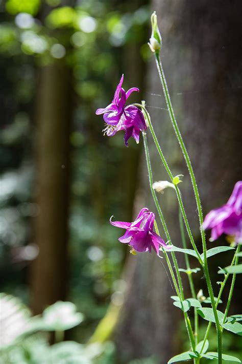 Heilkraft heimischer Bäume Wunder Wald Allgäu Allgäu