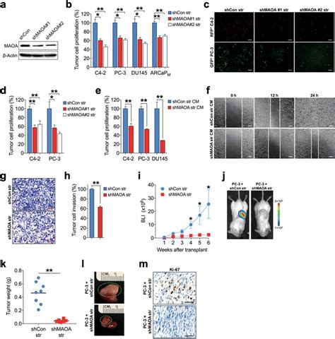 Genetic Silencing Of Maoa In Stromal Cells Reduces Pc Growth