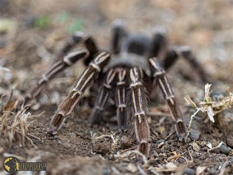 Aphonopelma Seemanni Costa Rica Zebra Tarantula