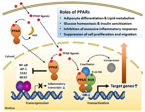 Cells Free Full Text Peroxisome Proliferator Activated Receptor