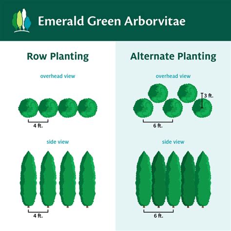 Emerald Green Arborvitae Spacing And Growth Rate